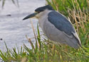 Nycticorax nycticorax